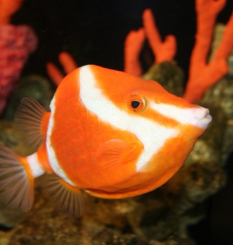 Dedicated to faith, family and work. Founder and President of Premier Aquarium Service, Inc. Enjoying all the opportunities life presents and feeling Blessed.