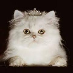 I'm obviously a Princess. I like food and  boys who I would never have a chance with. Follow me, kay :)