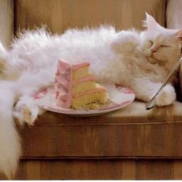 #9lives