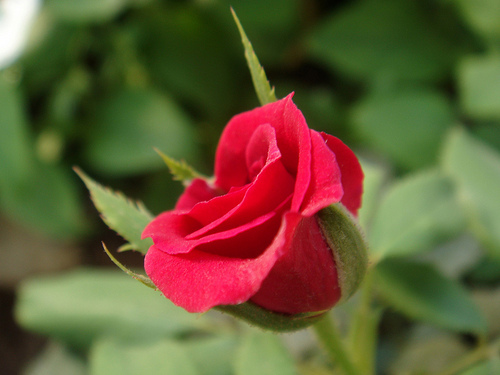 JoleonLescott4's profile picture. 