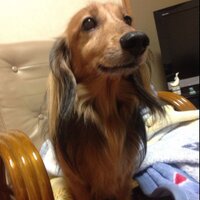 さかぐち しずか (@szk0504) 's Twitter Profile