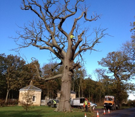 1st Cut Tree Services aims to provide a comprehensive, high quality service in all aspects of arboriculture in Suffolk and South Norfolk.