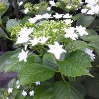 ひょんこ (@nobucathk) Twitter profile photo