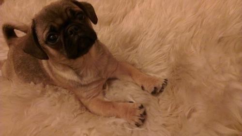 Just the average bitch.x
11 weeks Old and Rockıng The bling.
I follow back Slags
Lıvıng The Pug Lıfe