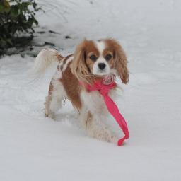 Cavalier Mattersさんのプロフィール画像