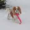 CavalierMatters's profile picture. Cavalier Matters is a charity for the Cavalier King Charles Spaniel supporting Health, Welfare and guidance for potential and existing owners.