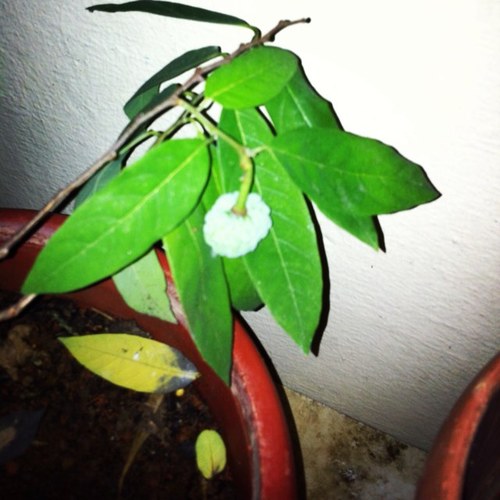 OOfycoffee's profile picture. The custard apple that never grew up.