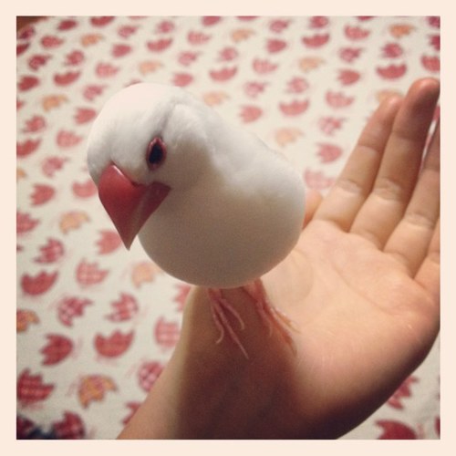 hugmioco's profile picture. 