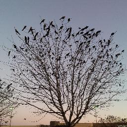 SlyChirp's profile picture. Independent voter.
Jesus teaches us to be woke.
Common sense gun laws needed.
Block the wackos on Twitter.
Truth has no value to #BankruptcyKingTrump