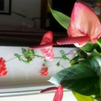 gerel (@gerel_) 's Twitter Profile