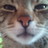 gajaglibich's profile image