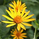 Jackie Eden - @edengardensuk - Twitter