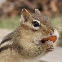 すみの (@badmafanssnes) Twitter profile photo