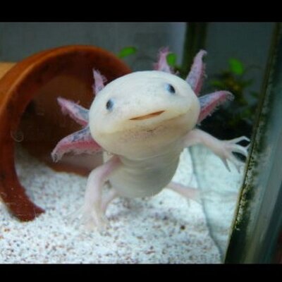 ウーパールーパー 以下略 Yoshiyoshi261 Twitter