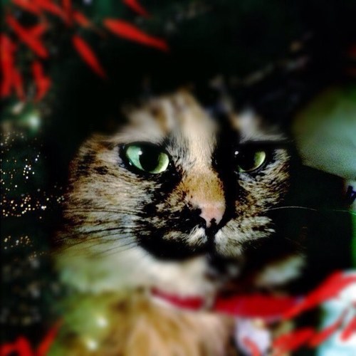 Shizuneさんのプロフィール画像