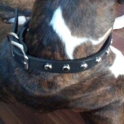 AccessorizeDog Profile Picture