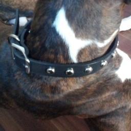 Dog Boutique for Clothing, Collars, Leads, and Accessories ❤  http://t.co/kiVJa1d8PL