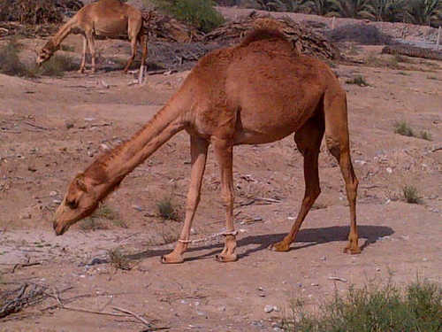 ھيبـہ ۆرثہا ﺂبوي من جد جدي“وجدي ۆرثہا ﻣن ﻗبيلـہ لہا ﺳﺂس
