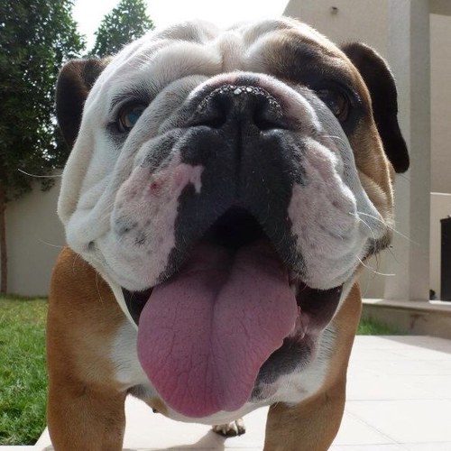 carlbenn's profile picture. 