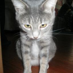 e_lucus29's profile picture. Cats and psych. Psych and cats.