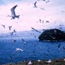 Seabird Ecology - Shorebird Migration - 
Marine Biology 
        Educational Outreach : ecology- 
Science Writer & Editor