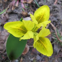 atronritual's profile picture. 