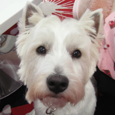 ewebwoofie's profile picture. Head of Security at E-Web Marketing.