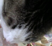 230's profile picture. 