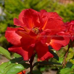 candida_2's profile picture. soy venezolana orgullosa de mi patria, Dios hizo a Venezuela un paraíso, amo a DIOS , El es  el centro de mi vida,  Dios es el Rey eterno!!!!!!