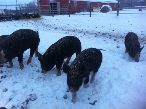 Berkshire Pig Farmer.Baconista.Sausage Stuffer. Also Tweet @IrvingsFarm