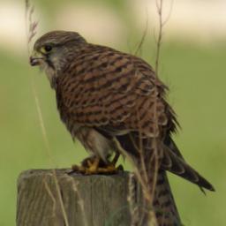 Posting about wildlife and birding in Dumfries & Galloway, formerly SOC West Galloway. Please also join in on our Facebook page https://t.co/w9gkfiIteD.