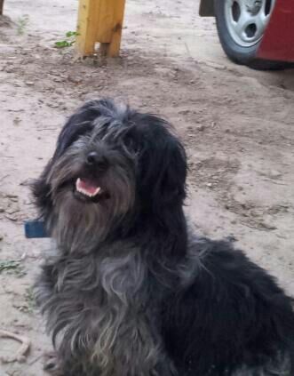 Amigo de los animales