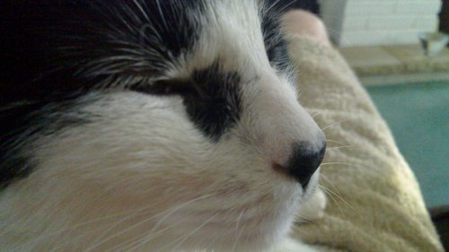 Loves F1 & WWE & Cats!