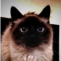 papoly's profile picture. 