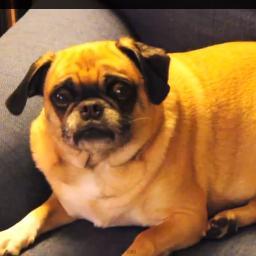 theflyingpug's profile picture. I'm Julie the pug and I love Xela so much!3