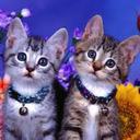 leydi  escobar - @LeydiPollo - Twitter