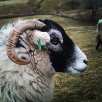 Hill Top Farm (@hilltopfarmgirl) 's Twitter Profile