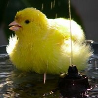 RPB (@roly_poly_bird) 's Twitter Profile