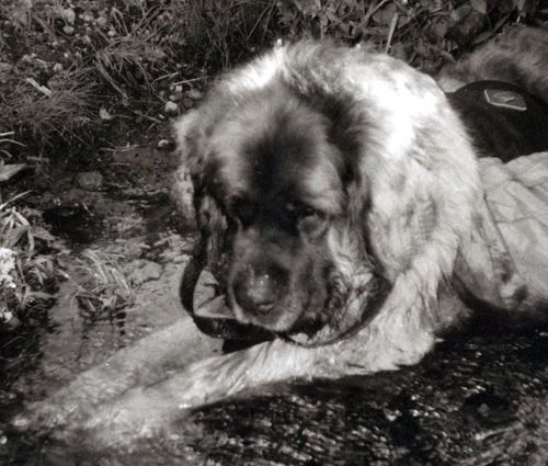 patfriendly's profile picture. It's Pat!, and Pat's Pet