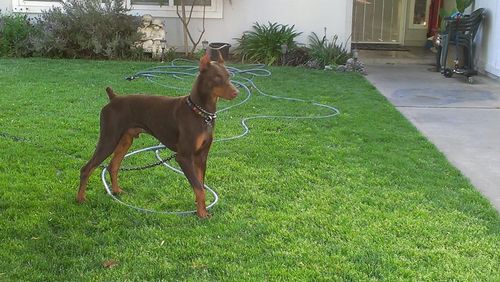 tinoortega23's profile picture. 