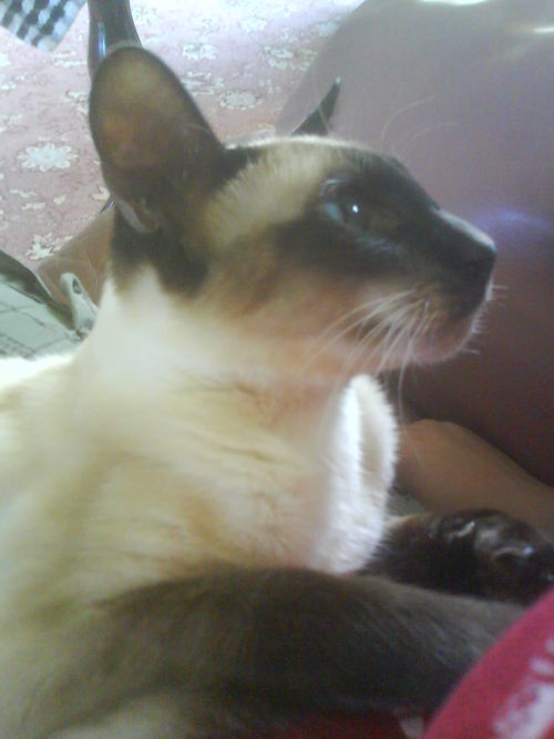 I am Kelly Challacombe's cat, and I'm 3 years old, I'm friendly but very shy...