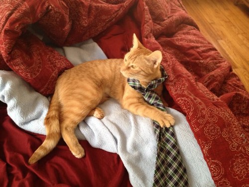 DasMingas's profile picture. Even with 160 characters, I got nothing to say.