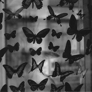 FadeaFf's profile picture. 