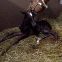 Sharon Moritz - @Idlehoursaddle - Twitter