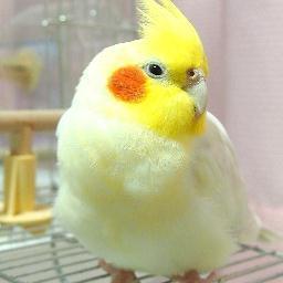 とても可愛いオカメインコのりんごがとても可愛いですε(●'θ'●)з