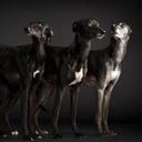 John Hutton - @Three_Whippets - Twitter