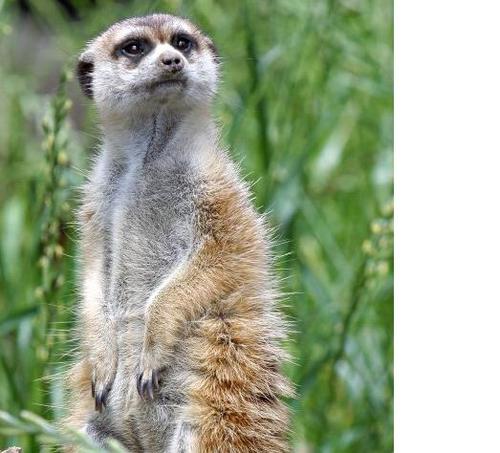 Hi! I am Kingsley and I am a Meerkat Sentry. I do Meerkat stuff!