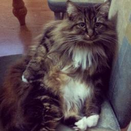 GucciCaballero's profile picture. I will rule the world with my army of cats and one human.. And I can read your mind and if you don't love me I'll eat your face. #GucciForEvilOverlord