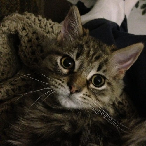 Hello, my name is Watson!