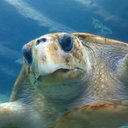 Mark Revill - @chargingtoad - Twitter